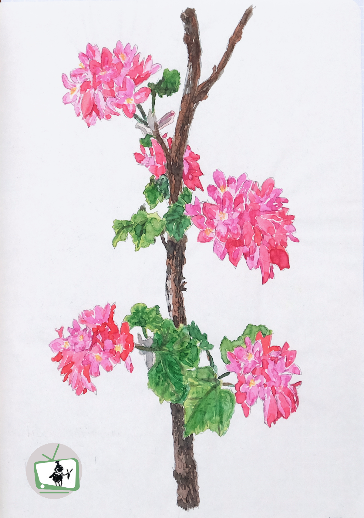 ribes_sanguineum_Fruehling_2.JPG