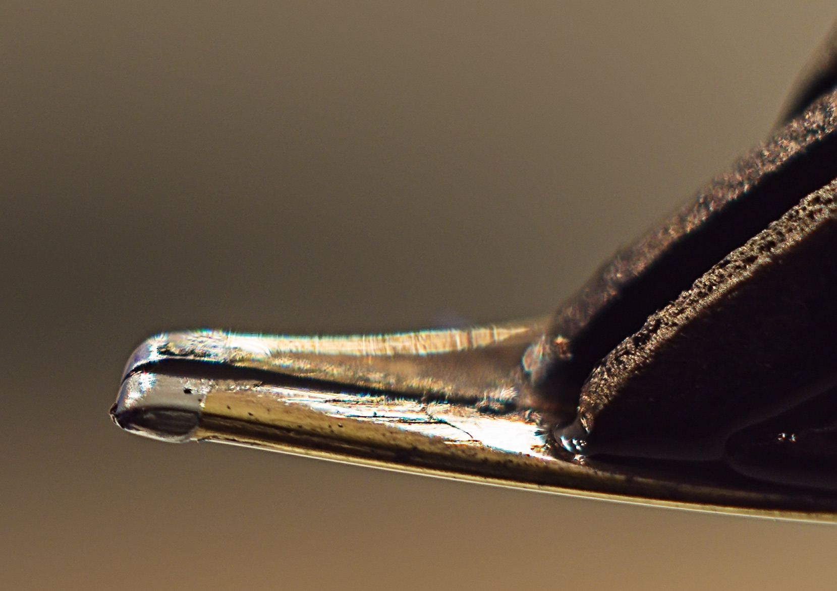 Feder Pelikan 400 OBB