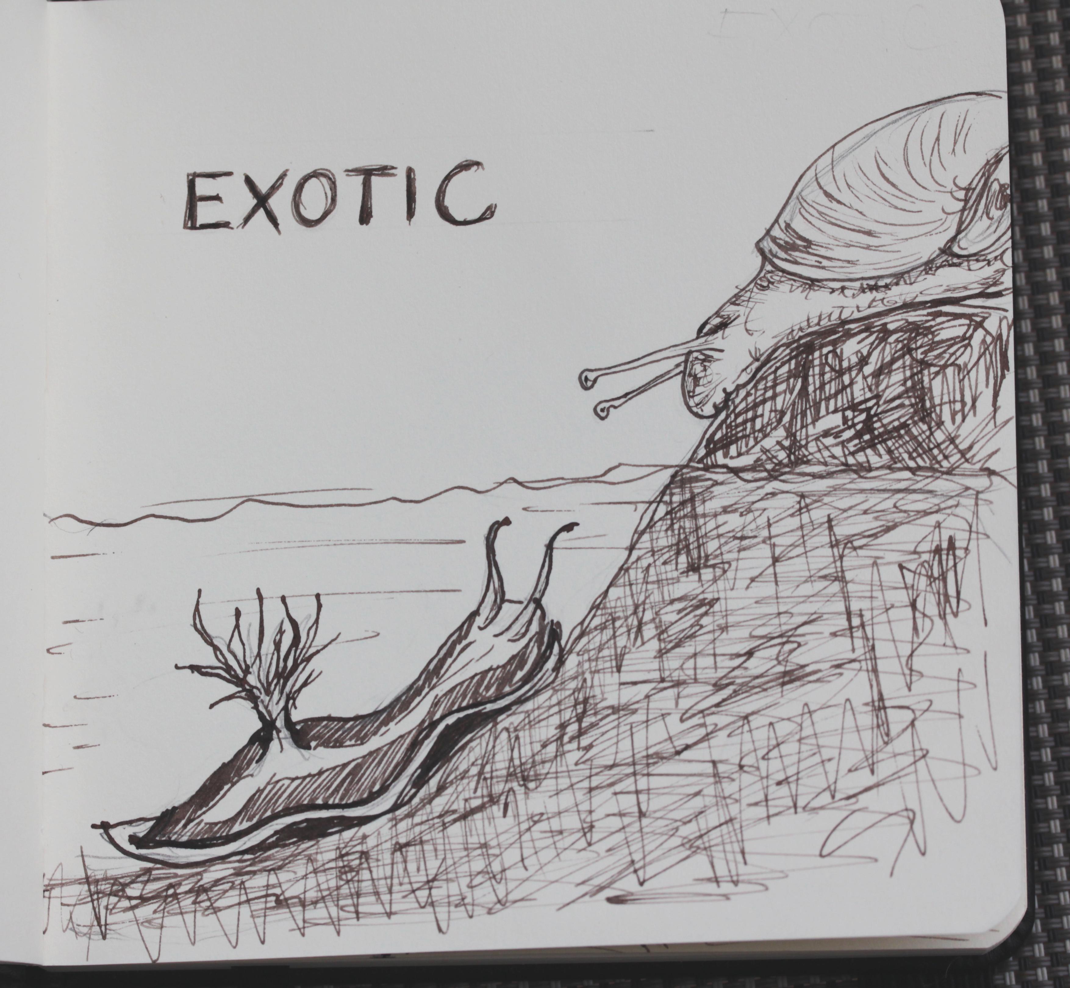 Schnecke Exotic.jpg