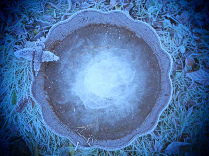 Eisblume.jpg
