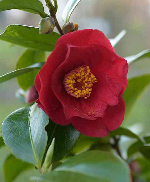15-04-12 Camellia Dr Burnside-0455-klein.jpg