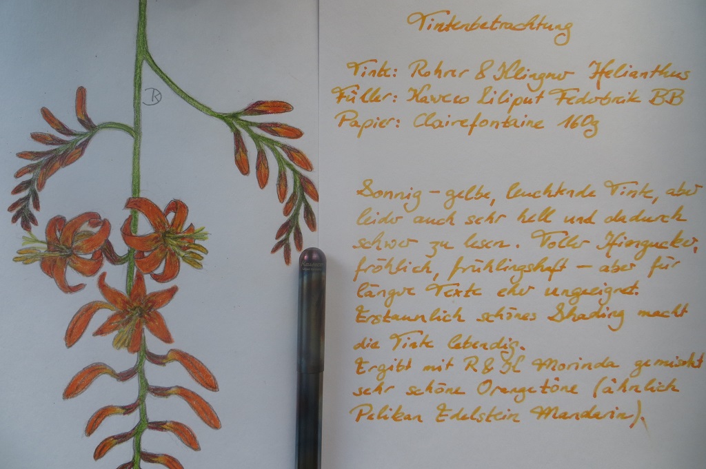 Rohrer & Klingner Helianthus IMG_0022.JPG