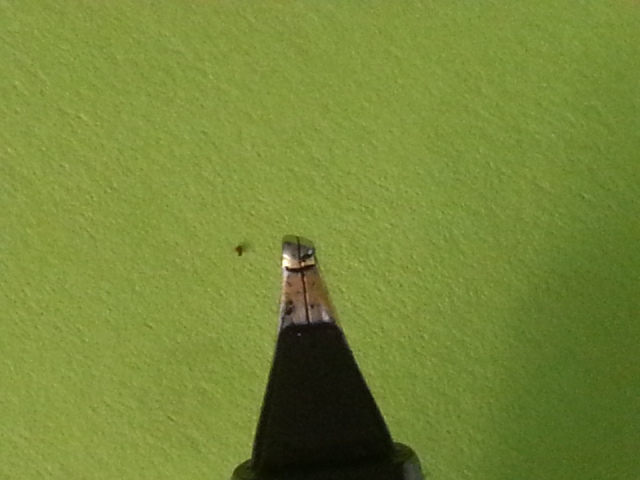 Lamy 2000_feder_1.jpg