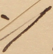 Haarlinie.jpg