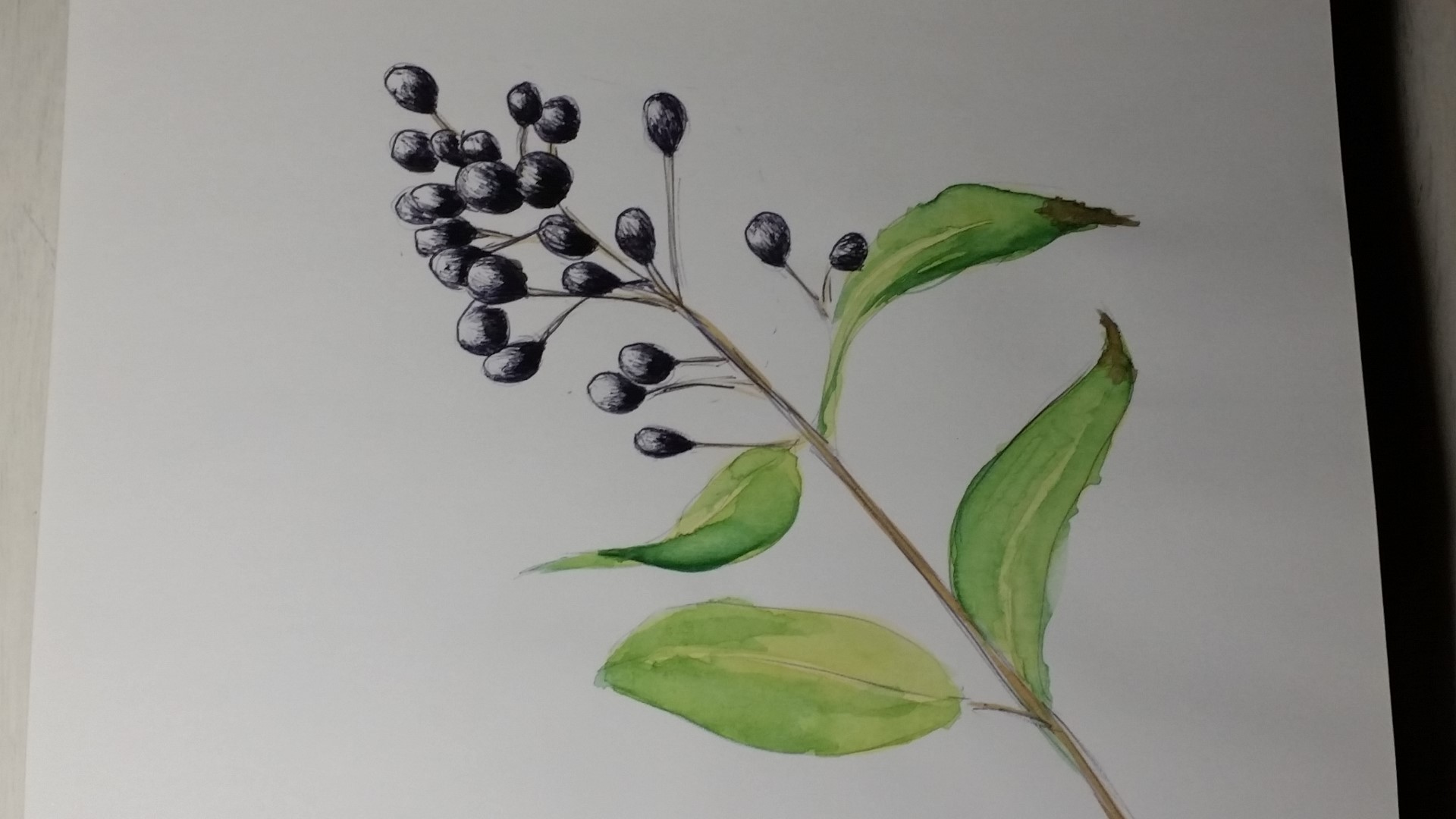 Schwarze Beeren - Kugelschreiber und Aquarell.jpg