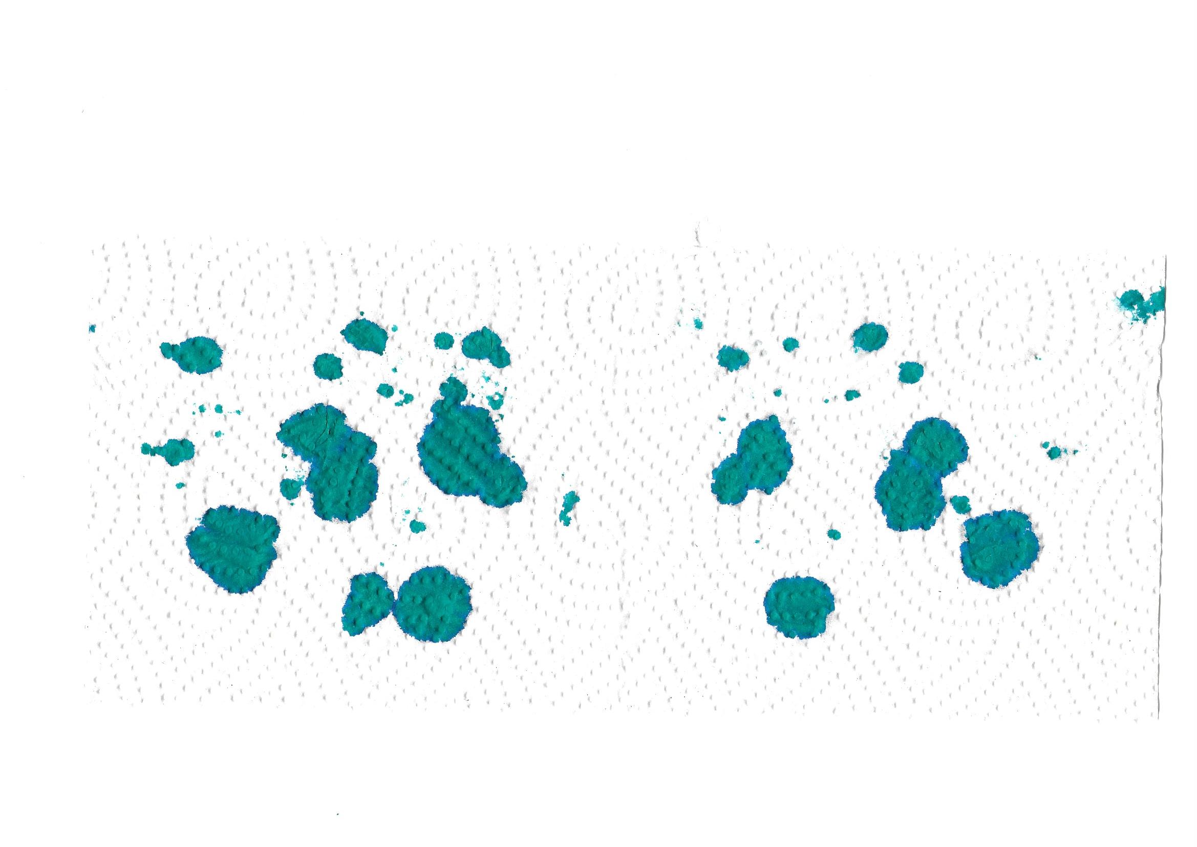 Octopus Karibik Zewa.jpg