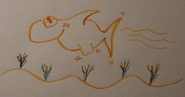 1_Südpazifischer Hängebauchhai.jpg