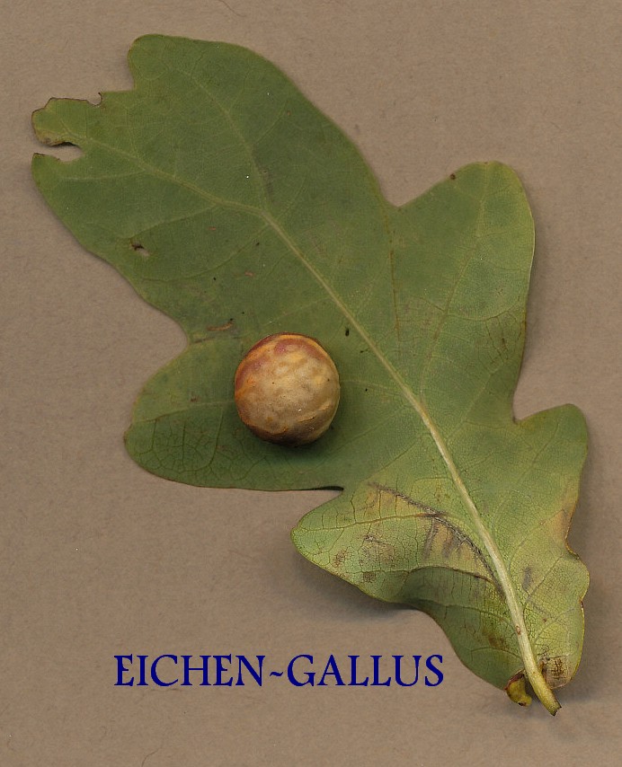 Eichen-Gallus.jpg