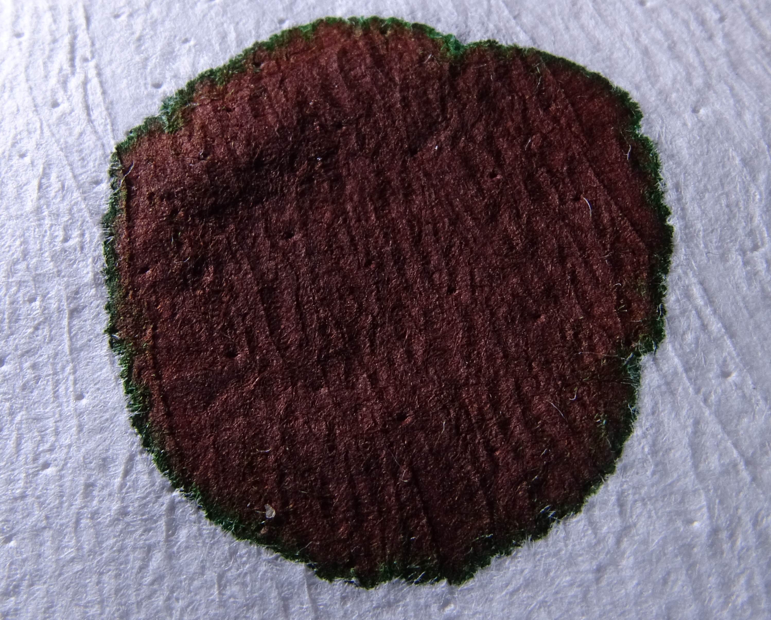 Tintenklecks auf Filter-Papier.jpg