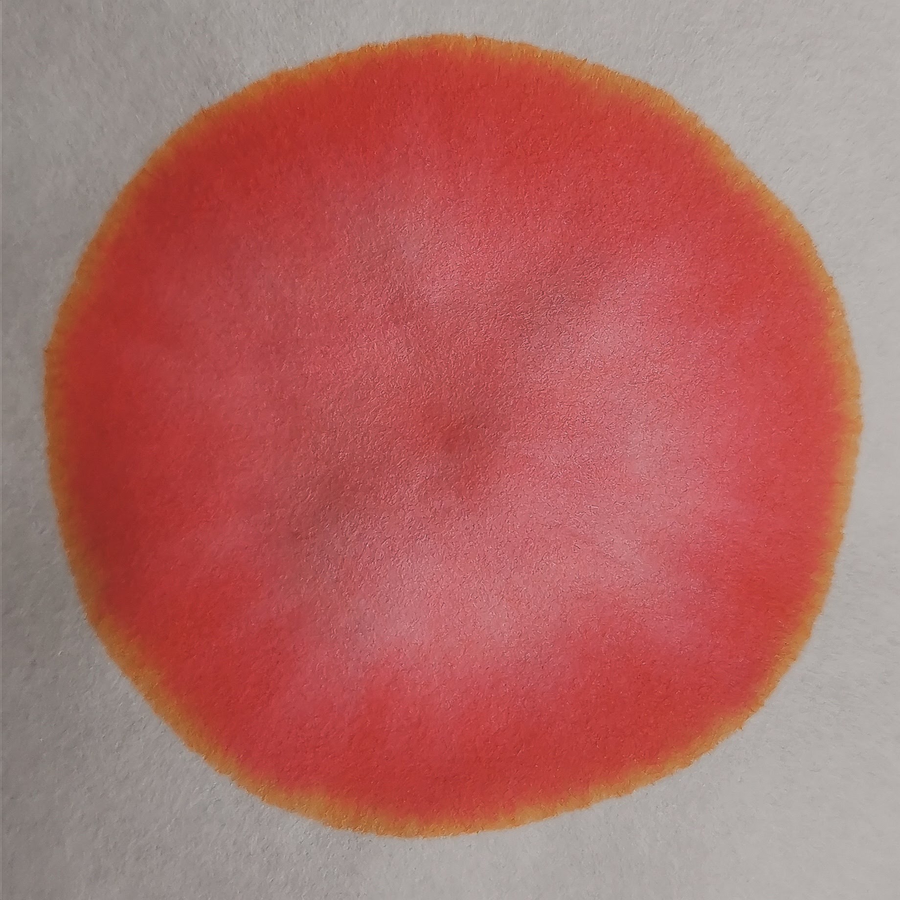 LAMY "Rot"